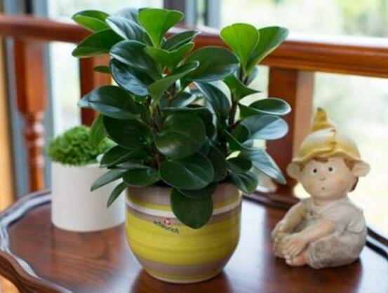 花卉小家碧玉怎么養(yǎng)，老農(nóng)總結八大基本方法