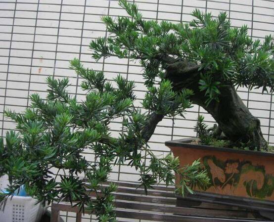 羅漢松盆景制作方法，教你五個(gè)基本步驟便可開(kāi)枝散葉
