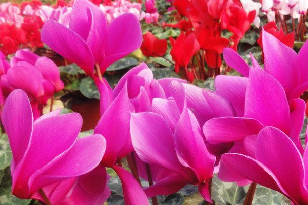 仙客來(lái)怎么修剪