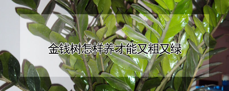 金錢樹怎樣養(yǎng)才能又粗又綠