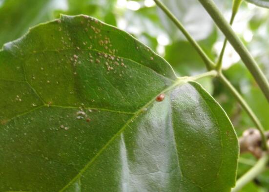 平安樹常見病蟲害有哪些，平安樹的病害防治