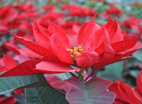 一品紅花語(yǔ)寓意是什么，代表著為你一路降妖除魔