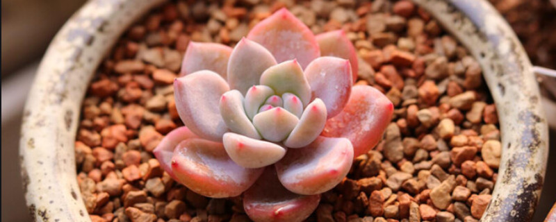 雪天使和橙夢(mèng)露的對(duì)比