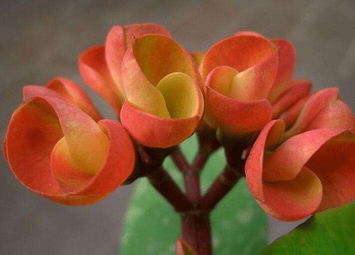 虎刺梅花期，養(yǎng)的好一年四季都可以開(kāi)花