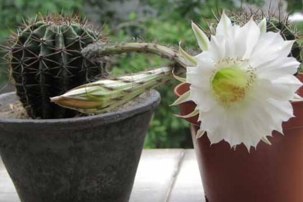 長盛球和仙人球的區(qū)別