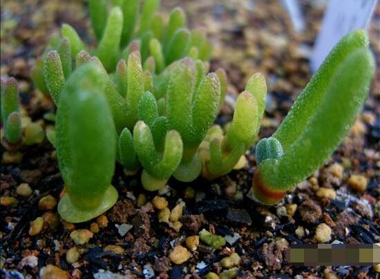 碧光環(huán)爛根怎么辦，兩種爛根防治方法/及時脫盆修剪消毒