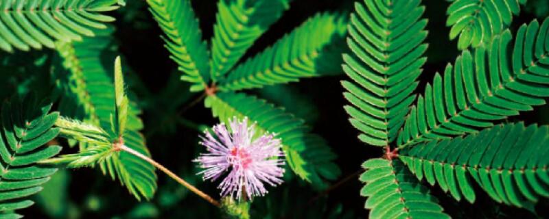 如何判斷含羞草死沒(méi)死