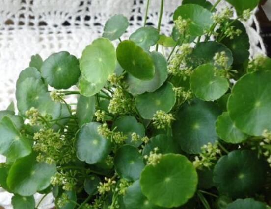 銅錢草的養(yǎng)殖方法和注意事項，老農(nóng)總結(jié)八大基本方法