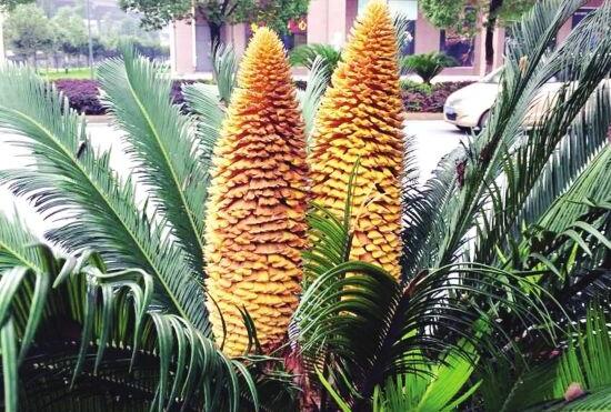 鐵樹(shù)開(kāi)花好不好，象征著幸福、吉祥、富貴