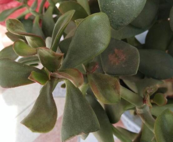 玉樹(shù)葉子發(fā)黃怎么補(bǔ)救，教你三種最直接有效的補(bǔ)救方法