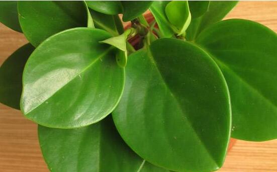 碧玉花葉子發(fā)黑怎么辦，四種原因以及解決辦法