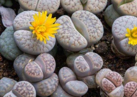 生石花怎么養(yǎng)長得快，老農(nóng)總結(jié)五個(gè)快速生長好方法