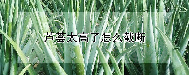 蘆薈太高了怎么截?cái)? data-1Uxh=