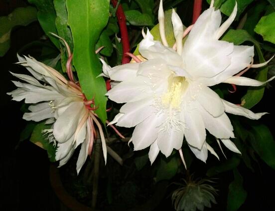 家里養(yǎng)曇花吉利嗎，好運來臨、驚喜不斷(吉祥如意)