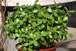 燕子掌怎么養(yǎng)長得快，分析燕子掌養(yǎng)殖6大技巧