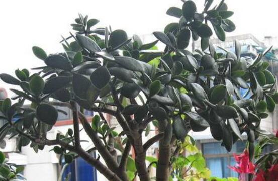 燕子掌怎么修剪，春季最佳/剪除枝條枝葉(瘦病枯)