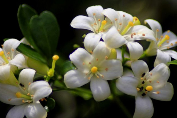 九里香的果實要及時摘了嗎