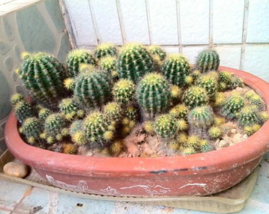 仙人球的養(yǎng)殖方法和注意事項，做好五個要點一年四季健康茂盛