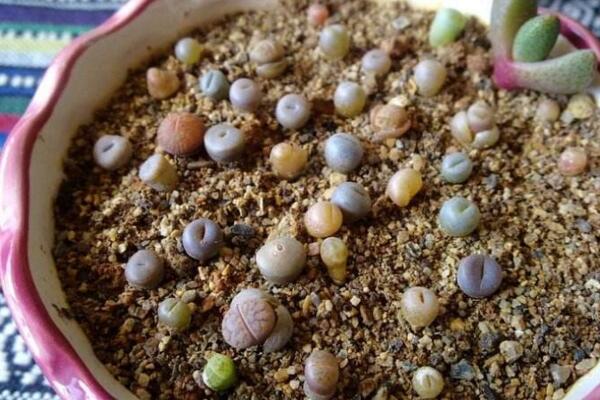 生石花種下后怎么澆水，不要立即澆水容易造成感染