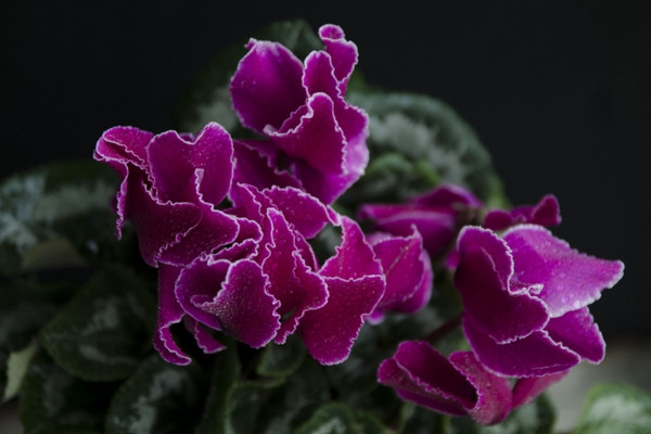 仙客來的繁殖方法，播種繁殖/切莖繁殖/組織繁殖