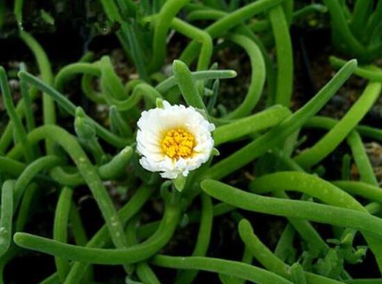 碧光環(huán)開花嗎，會開/從種植到開花需要5-7年(時(shí)間漫長)