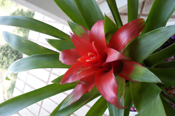 鴻運當(dāng)頭的葉子干卷了怎么辦