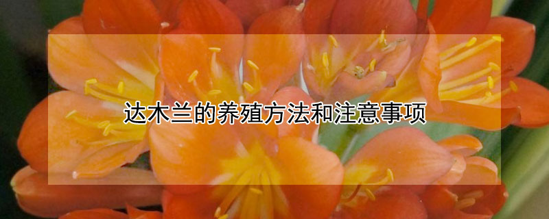 達(dá)木蘭的養(yǎng)殖方法和注意事項(xiàng)