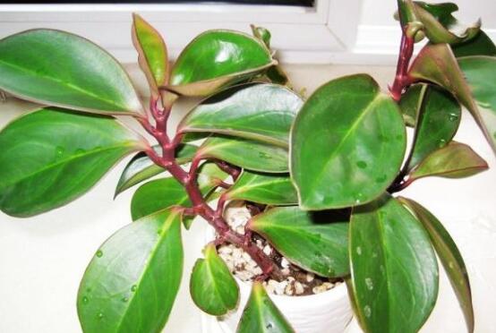 紫邊碧玉怎么養(yǎng)，七個(gè)基本方法教你養(yǎng)殖好