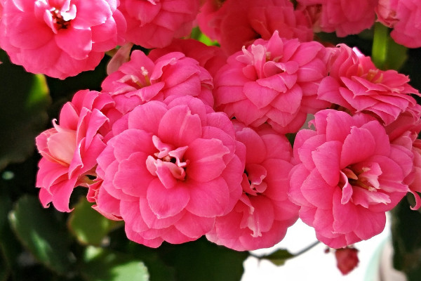 長(zhǎng)壽花短日照怎么處理