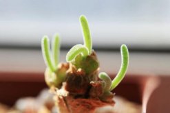 碧光環(huán)好養(yǎng)嗎，只需掌握四個(gè)養(yǎng)殖技巧便可長(zhǎng)好