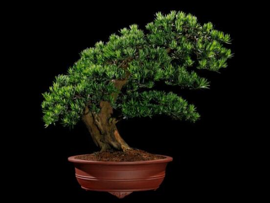 羅漢松盆景怎么養(yǎng)，老農(nóng)總結(jié)八大養(yǎng)殖方法