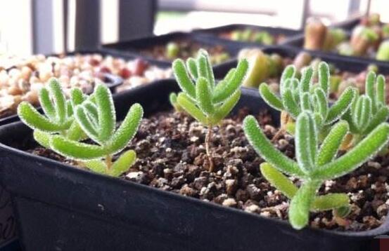 碧光環(huán)和枝干番杏的區(qū)別，教你兩種最直觀分辨方法