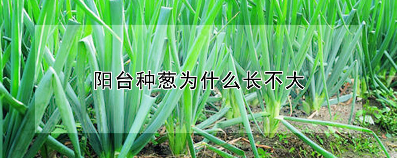 陽臺(tái)種蔥為什么長(zhǎng)不大