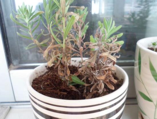 薰衣草葉子干枯怎么辦，教你正確的補救方法