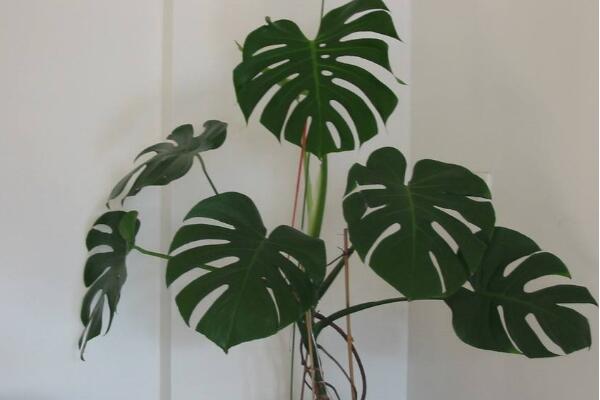 小龜背竹的養(yǎng)殖方法，做好以下五個要點即可