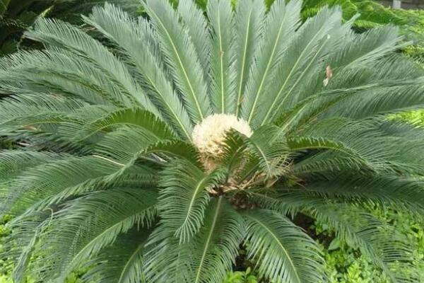 蘇鐵有哪些品種，常見蘇鐵品種介紹