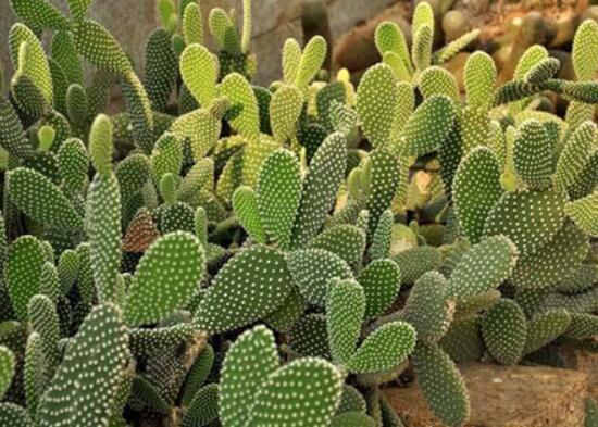 仙人掌沒根能活嗎，能活/傷口消毒晾干、重新移植上盆