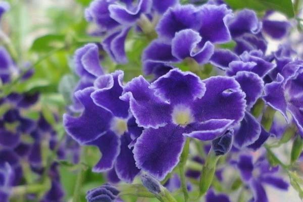 紫羅蘭的養(yǎng)殖方法和注意事項