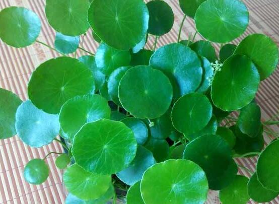 黃銅錢草有哪些常見(jiàn)的品種，欣賞四種最好看品種