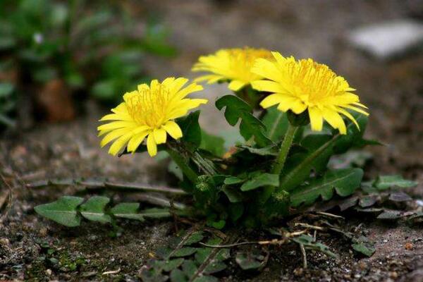 蒲公英什么時候種植，春秋季節(jié)種植成活率最高