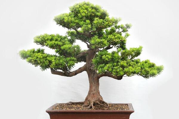 羅漢松種在家里禁忌，忌放在財(cái)位處