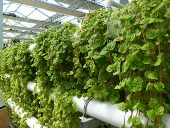 好看的常春藤盆景圖片欣賞，綠化環(huán)境、春天長駐