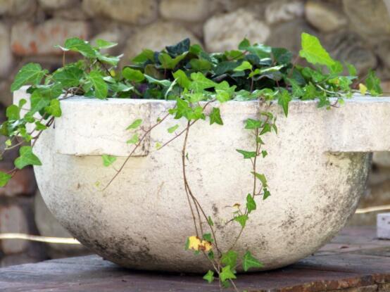 常春藤葉片干枯怎么救，老農(nóng)總結(jié)三種最有效解決辦法