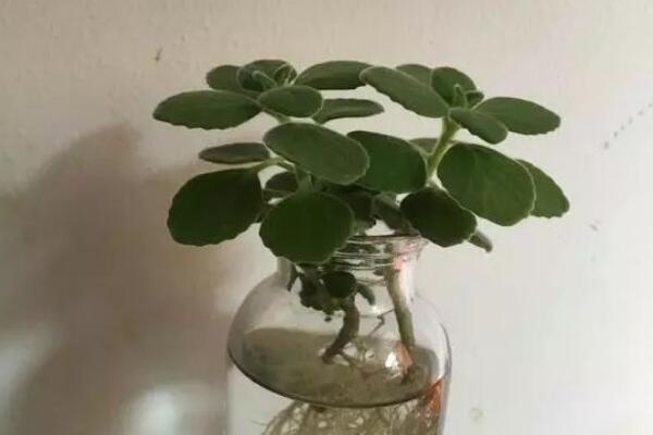 碰碰香可以水培嗎，可以水培并且日常管理更加簡單