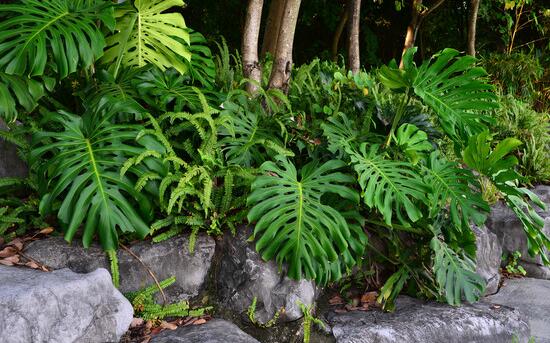 龜背竹晚上放臥室嗎，可以/凈化空氣、添福加壽、有利健康