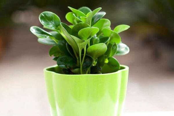 碧玉葉子卷是怎么回事，五種原因以及解決方法