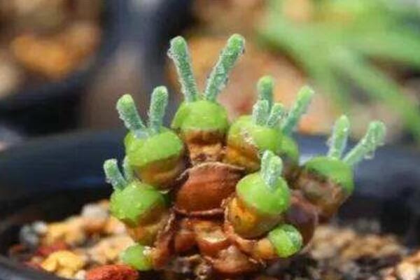 才發(fā)芽的碧光環(huán)怎么養(yǎng)