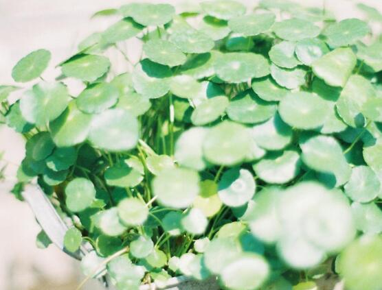 銅錢草水培變黃怎么辦，做好六大要點(diǎn)變得青翠碧綠