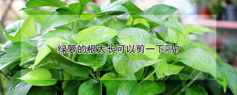 綠籮的根太長(zhǎng)可以剪一下嗎?