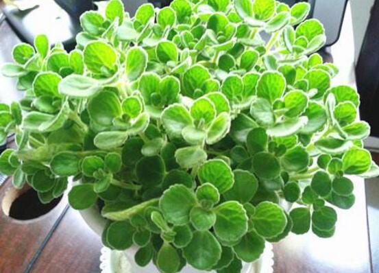 碰碰香有毒嗎，碰碰香一碰就芳香怡人